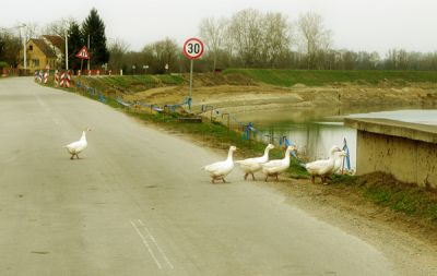 Klikni za sliku u punoj veličini