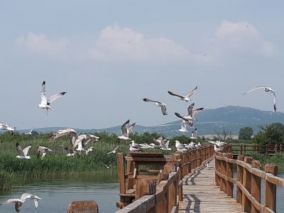 Klikni za sliku u punoj veličini