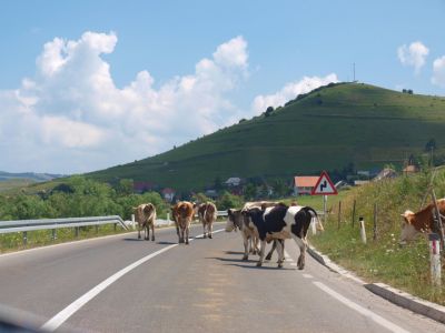 Klikni za sliku u punoj veličini