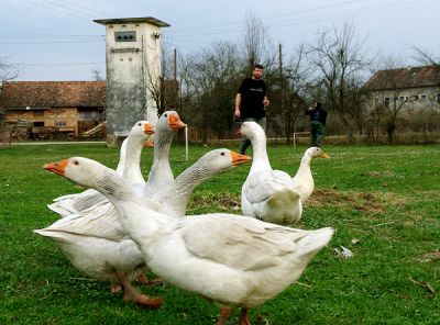 Klikni za sliku u punoj veličini