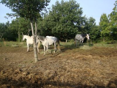 Klikni za sliku u punoj veličini