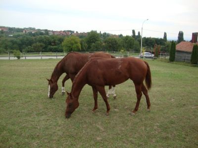 Klikni za sliku u punoj veličini