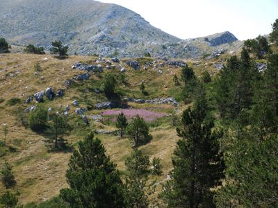 Klikni za sliku u punoj veličini