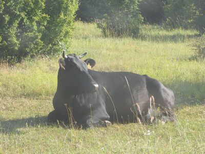 Klikni za sliku u punoj veličini