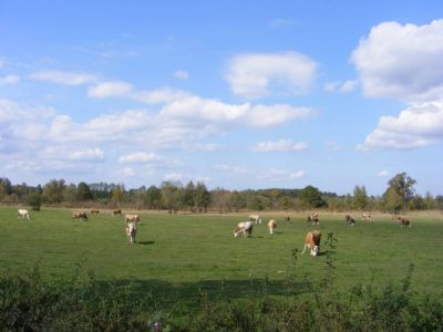 Klikni za sliku u punoj veličini