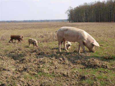 Klikni za sliku u punoj veličini