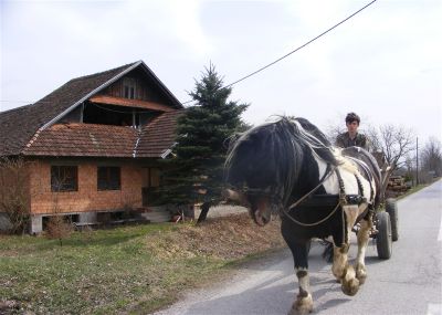 Klikni za sliku u punoj veličini