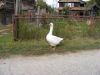 Naziv slike : lo089.jpg
Veličina slike : 60KB
Dimenzije : 692x519
Dodana dana : Lis 14, 2008 lo089.jpg